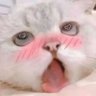 喵了个咪的's profile picture