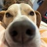 Chris profil fotoğrafı