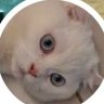 יוסי גז profil fotoğrafı