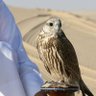 Omran profil fotoğrafı