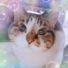 気まぐれ®️ﾆｬﾝｽﾞᗢᘏ୭✩.*˚ profil fotoğrafı