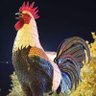 Фото профиля HOROZ63
