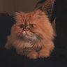 LA's profile picture