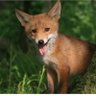 Profilbild von skejtFOX