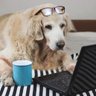 Profilbild von Dog