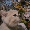 .🪻 profil fotoğrafı
