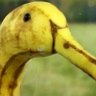 Profilbild von Enne Popenne