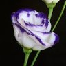Фото профиля starandseen