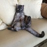 Amalia🎗️ profil fotoğrafı