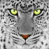 RexPanterra profil fotoğrafı