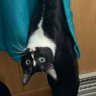 UP_Kitten 的头像