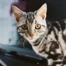 @louisyricch🐈's profile picture