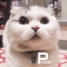 p@neo 的头像