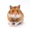Profilbild von うぱ