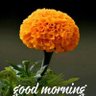 Profilbild von INDER SINGH my whatsapp number 8104619925