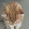 たま 的头像