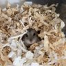 いなうさ 的头像