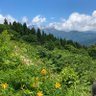 shima(シマ)こう profil fotoğrafı