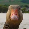 Enlightened goose profil fotoğrafı