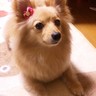 Profilbild von ぽぽぷりん