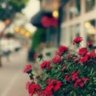 عبير محمود 的头像