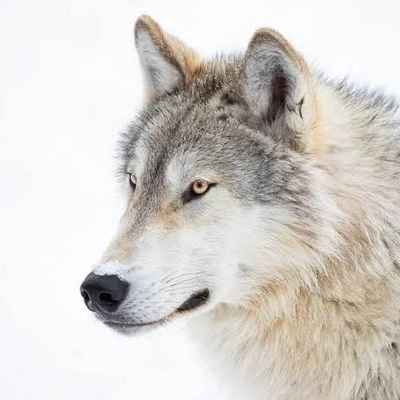 wolf_loverclub's profile picture