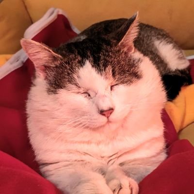kaori's profile picture