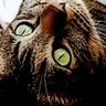 ふへんもん profil fotoğrafı