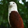 ReeD313Falcon's profile picture