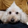 Фото профиля がんちゃん