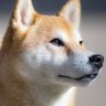 さとちん𝕏's profile picture