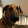 Rocky Mcg profil fotoğrafı