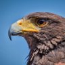 Hawk_Watching♥️🇺🇸📐's profile picture