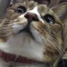 腰痛猫 profil fotoğrafı