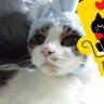 Profilbild von キュー🐱🐾 ロックされて数時間後に解除されました😭