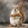 Tree Rat 🐿️ 的头像