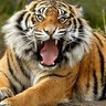Profilbild von Cambaman42