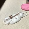Фото профиля クロ助チャコ助チャロの助🐰