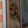 快乐的大青蛙's profile picture
