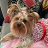 Wendi the Yorkie 的头像