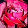 حياء الحربي's profile picture