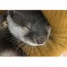 よん's profile picture