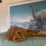 めぐもぐ profil fotoğrafı