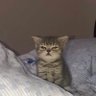 kat's profile picture
