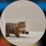 Profilbild von Bombi