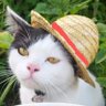 Profilbild von Guerombo
