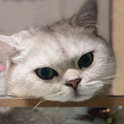 KC’s Sketchbook's profile picture