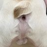 Фото профиля レイソルのでんでん