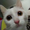 Haven Leung's profile picture