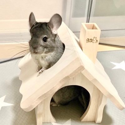 チンチラの桃ちゃん's profile picture